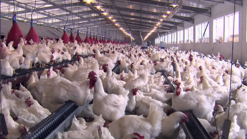 French Poultry Industry in Crisis, Professionals Sound Alarm