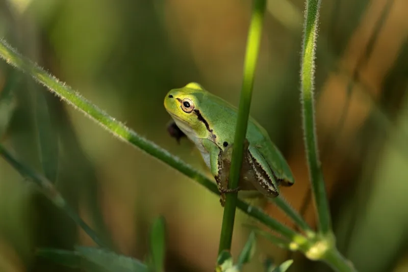 Frogs at Risk: Climate Change and Amphibian Decline
