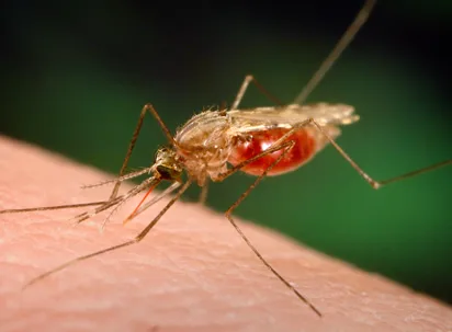 Gene drive research advances in Africa's malaria fight