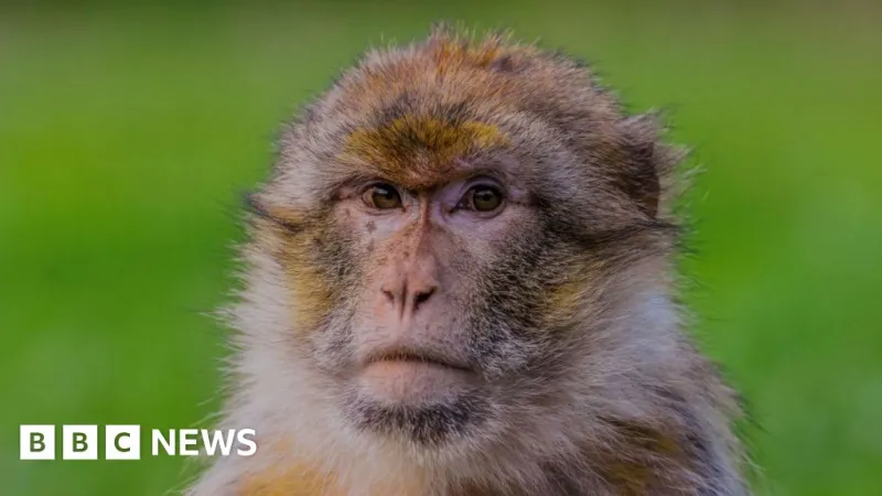 Gene Project Maps Barbary Macaque Origins