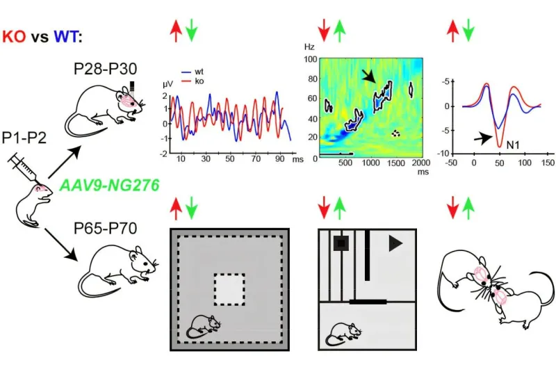 Gene therapy restores brain function in fragile X mice
