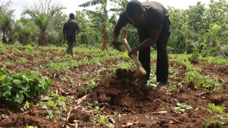 Ghana's Agribusiness Connectivity Gap Costs Economy