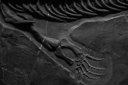 Des fossiles de pieuvre géante suggèrent un prédateur du Crétacé