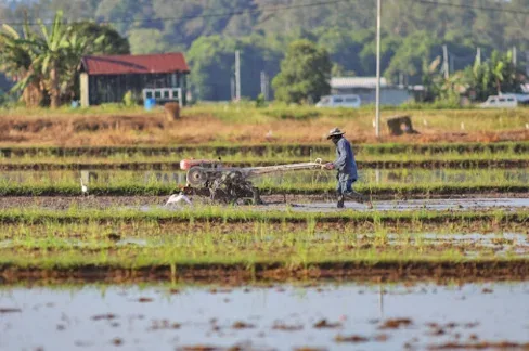 Global Rice Initiatives Aim to Boost Food Security