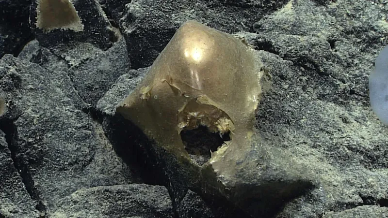 Golden Orb Deep-Sea Mystery Solved: It's an Egg Case