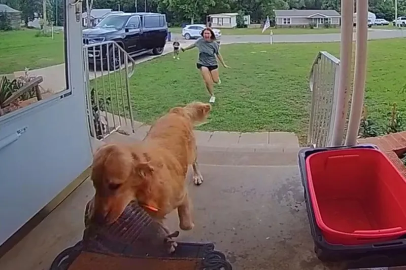 Golden Retriever apporte un tatou vivant dans une maison en Oklahoma