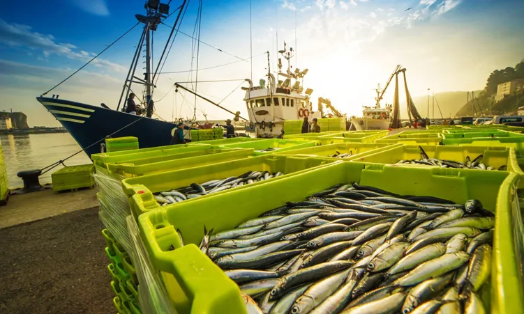 Govt 50% bycatch levy hike alarms fishing industry