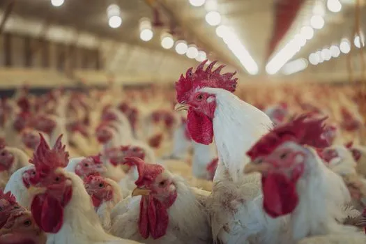 Gresham Returns with AAM's $160M Poultry Fund