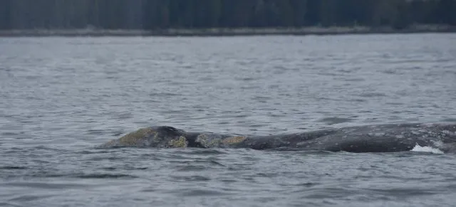 Grey whale deaths off B.C. coast linked to food scarcity