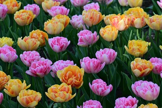 Les lecteurs du Guardian partagent des photos de tulipes et de vaches