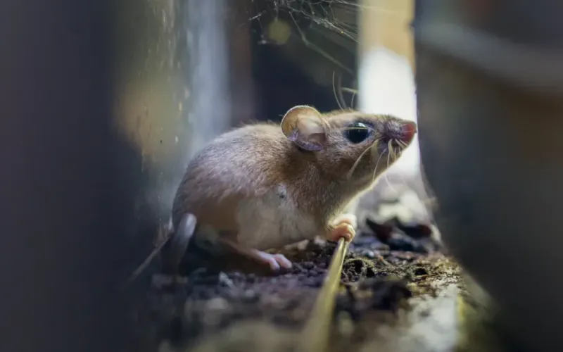 Hantavirus Outbreak on Cruise Ship at Tenerife