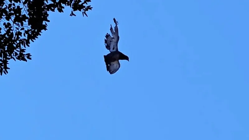 Hawk dies tangled in fishing line; rescuers warn
