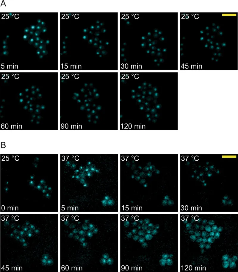 Le choc thermique révèle un système rapide de contrôle des protéines