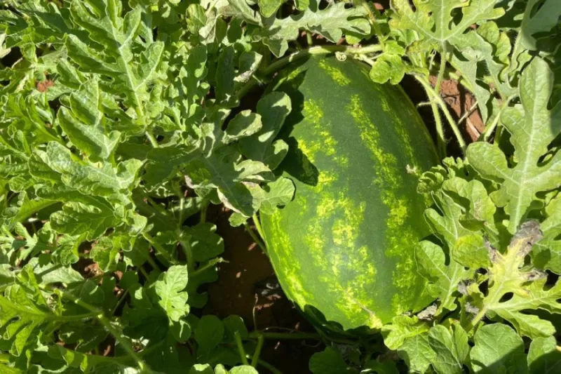 Canicule menace les cultures de pastèques à Larache