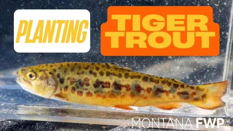 Helena-Area Fishing Report: Conditions for April 2026