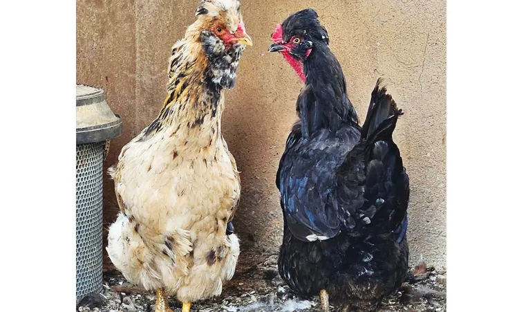 Herero Chicken: Rare Namibian Breed Finds Home in SA