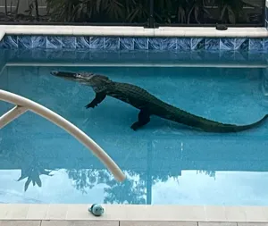 Homeowner Encounters Unexpected Visitor