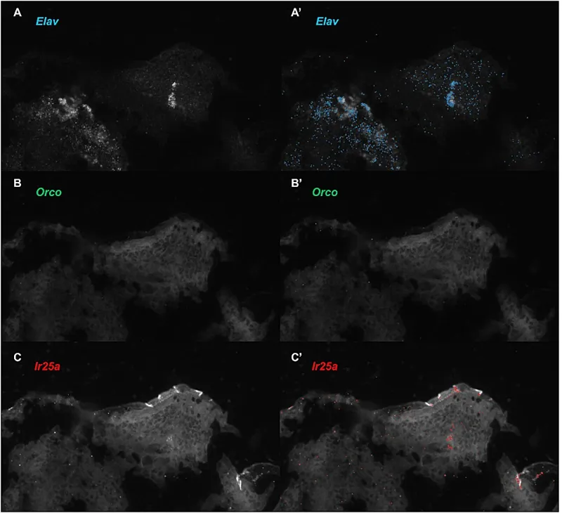 Honey Bee Olfaction Changes from Larva to Adult