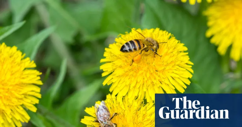 Honeybees Create Special 'Baby Food' for Larvae