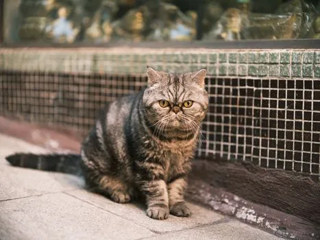 Hong Kong Pet Expo Organizer Charged with Illegal Endangered Species Possession
