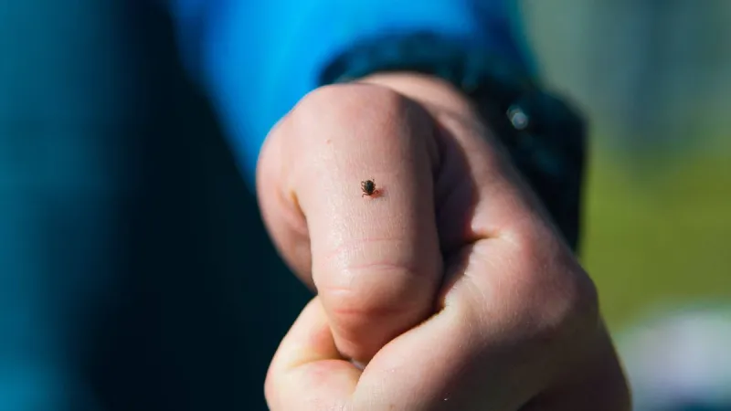 L'HSE met en garde contre le risque de maladie de Lyme due aux tiques en Irlande
