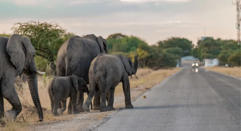 Human-Elephant Conflict: Expansion Fuels Tensions