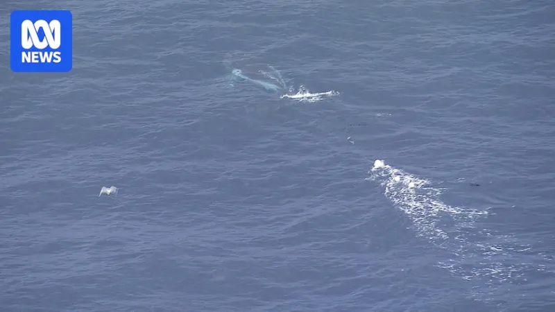Humpback whale entangled off Sydney, one of eight in NSW