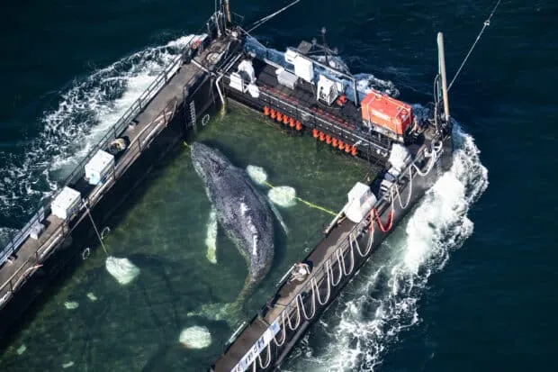 Humpback whale freed after North Sea stranding