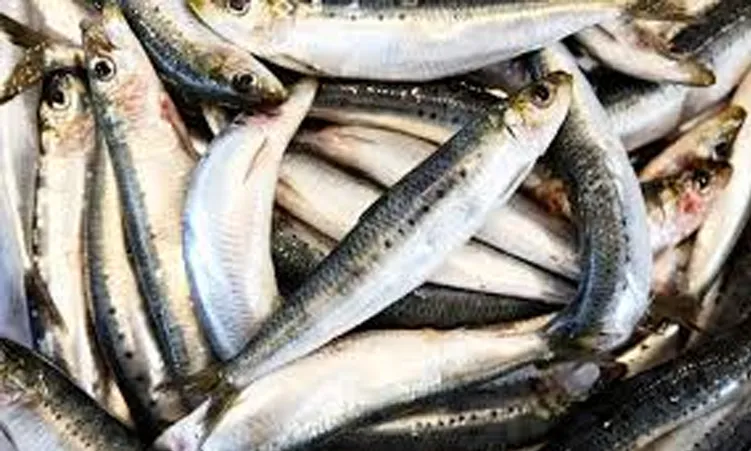 Illegal Pilchard Bycatch Soars to 11,000 Tonnes
