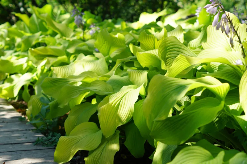 Ina Garten's Shade Garden Tips for a Cooler Backyard