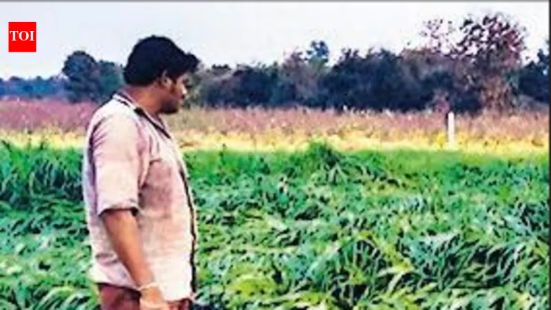 India: 10,546 Farm Suicides in 2024, 2% Dip