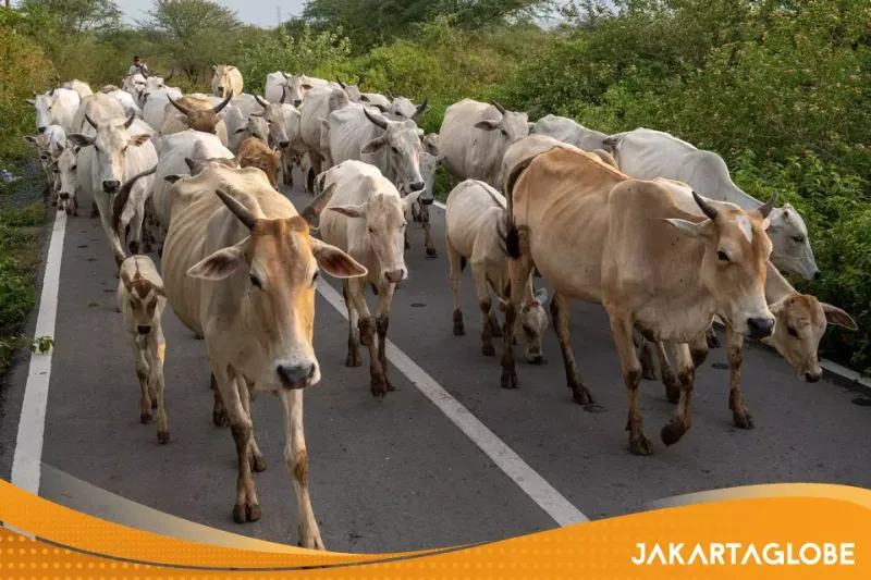 Indonesia Reports Livestock Surplus for Eid al-Adha 2026