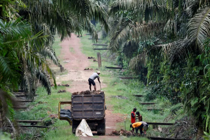 Indonesia Warns of Rising Forest Fire Risk from Dry Season