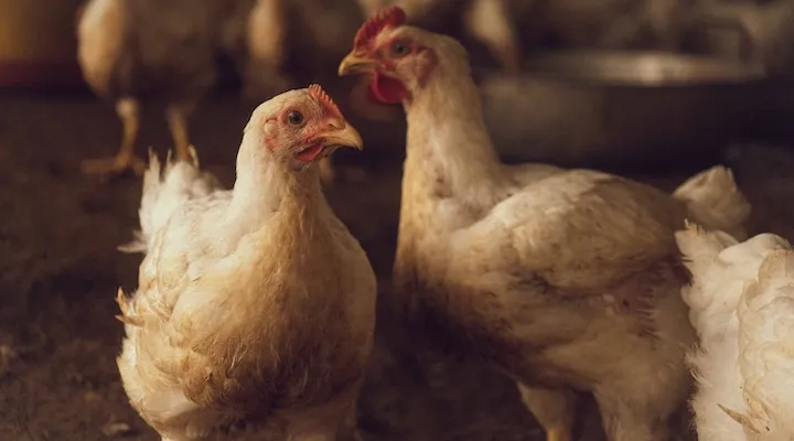 Inghams verrouille ses fermes WA après un cas de grippe aviaire H5N1