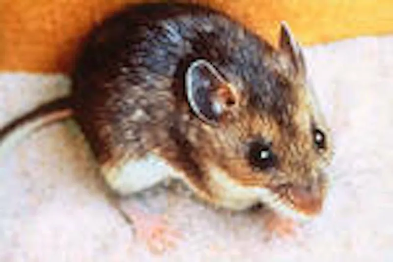 Interior Health warns of hantavirus risk from deer mice
