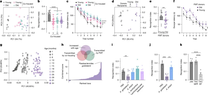Scientists Discover How Gut Bacteria Drive Age-Related Memory Loss