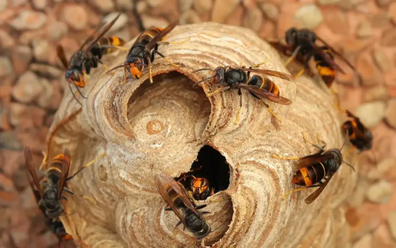 Invasive Species Cost Morocco Up to $2.5B Annually
