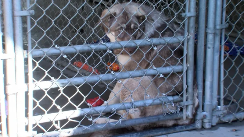 Kennel Lock-In Fundraiser Returns to Prince George Humane Society