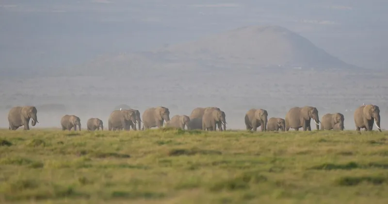 Kenya: 15 Elephants Die from Cyanide Poisoning