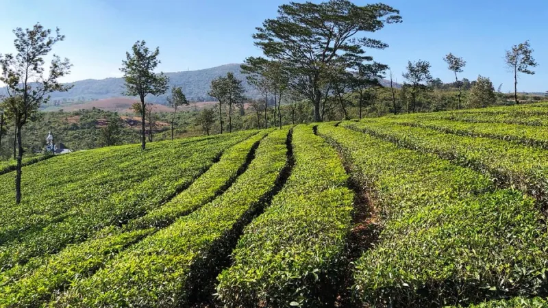 Le budget du Kerala soutient la polyculture et le tourisme pour les planteurs de thé