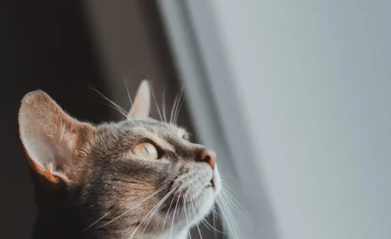 Caractéristiques clés des assurances pour animaux fiables