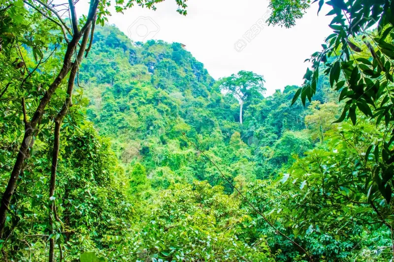 Kidnapped Passengers Escape as Bandits Sleep in Kogi Forest