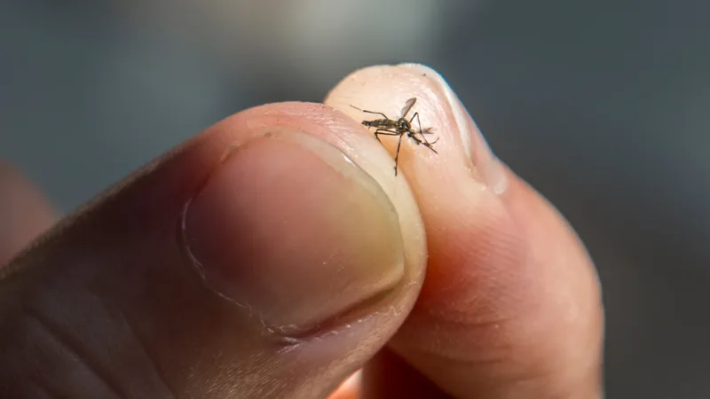 Alerte paludisme élevée pour les comtés de Kisii et Nandi en avril-mai