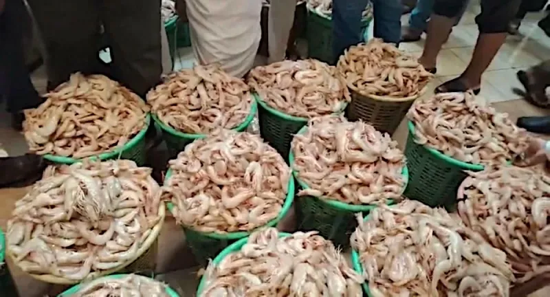 La saison des crevettes au Koweït débute avec 13,8 tonnes livrées