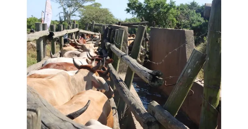 KZN MEC: Ear Tagging Vital to Combat Livestock Theft