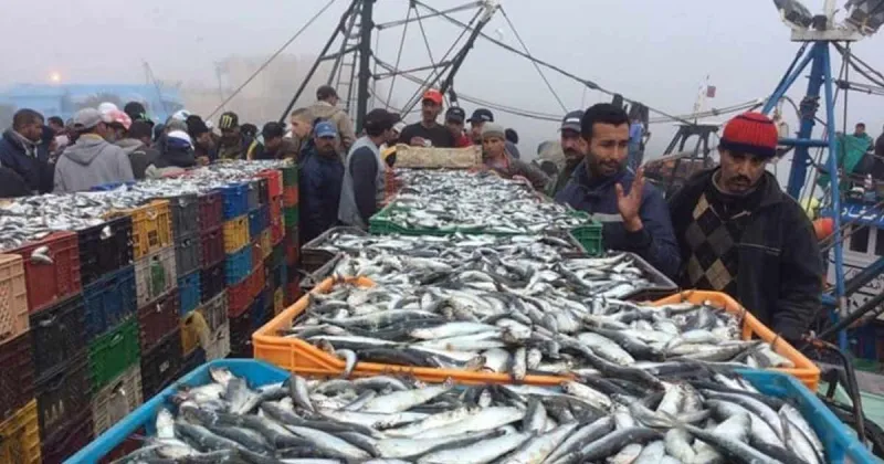 Laayoune Port Fish Landings Up 8% in Early 2026