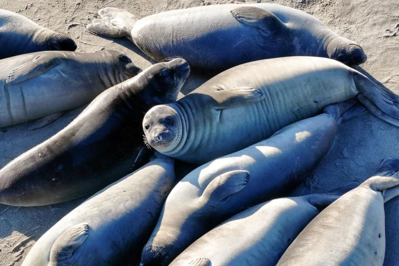 Lab-Grown Airways Reveal Flu Hosts