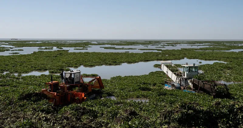 Lake Tana Nears Ecological Tipping Point As Water Hyacinth Spreads