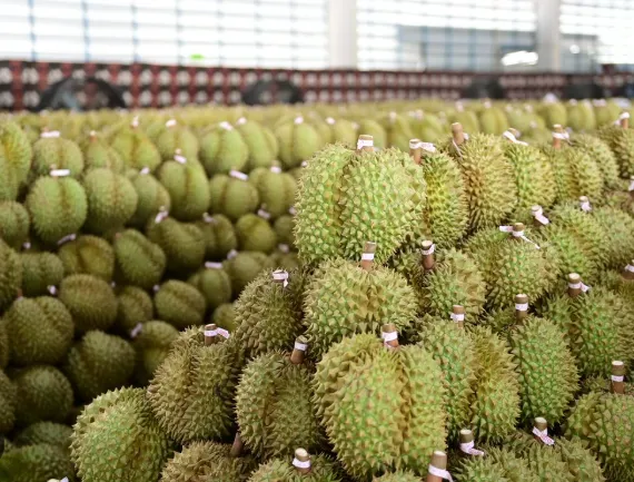 Laos Approves 528 Hectares for Durian Plantation in Attapeu