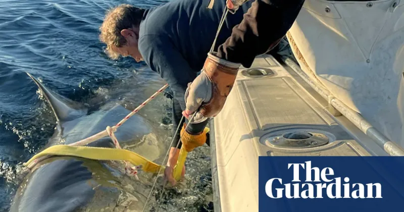 Largest tagged great white shark pings off US-Canada coast
